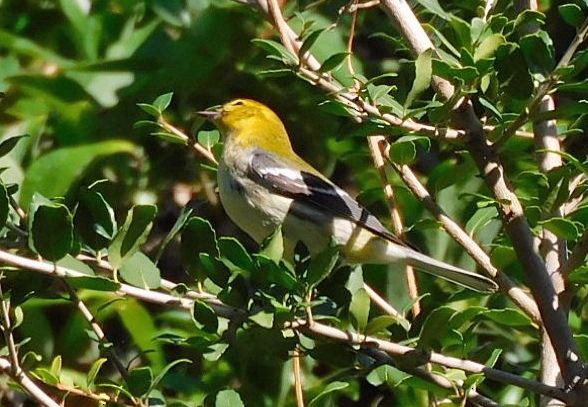 Black-throated Green Warbler - ML643546343