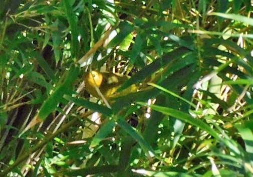 Wilson's Warbler - ML643546347