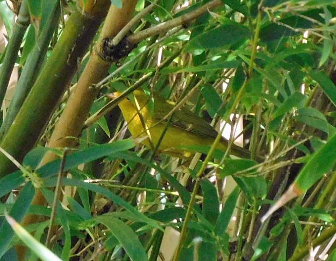 Wilson's Warbler - ML643546348