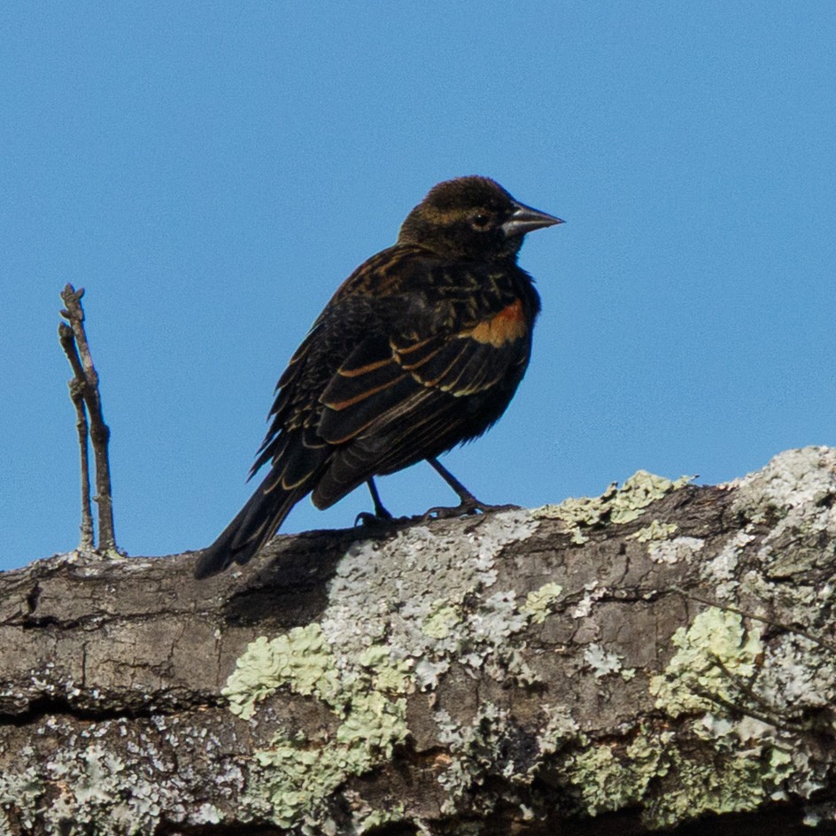 Red-winged Blackbird - ML643546355