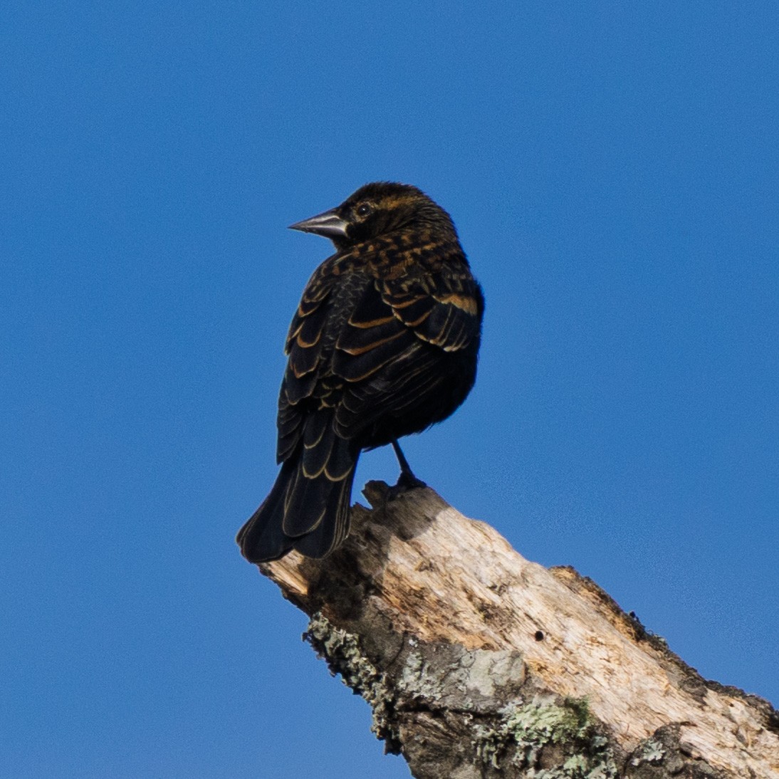 Red-winged Blackbird - ML643546356