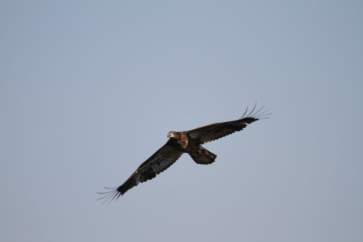 Bald Eagle - ML643546366