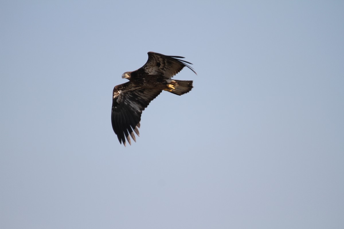 Bald Eagle - ML643546367
