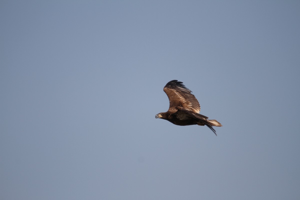 Bald Eagle - ML643546370