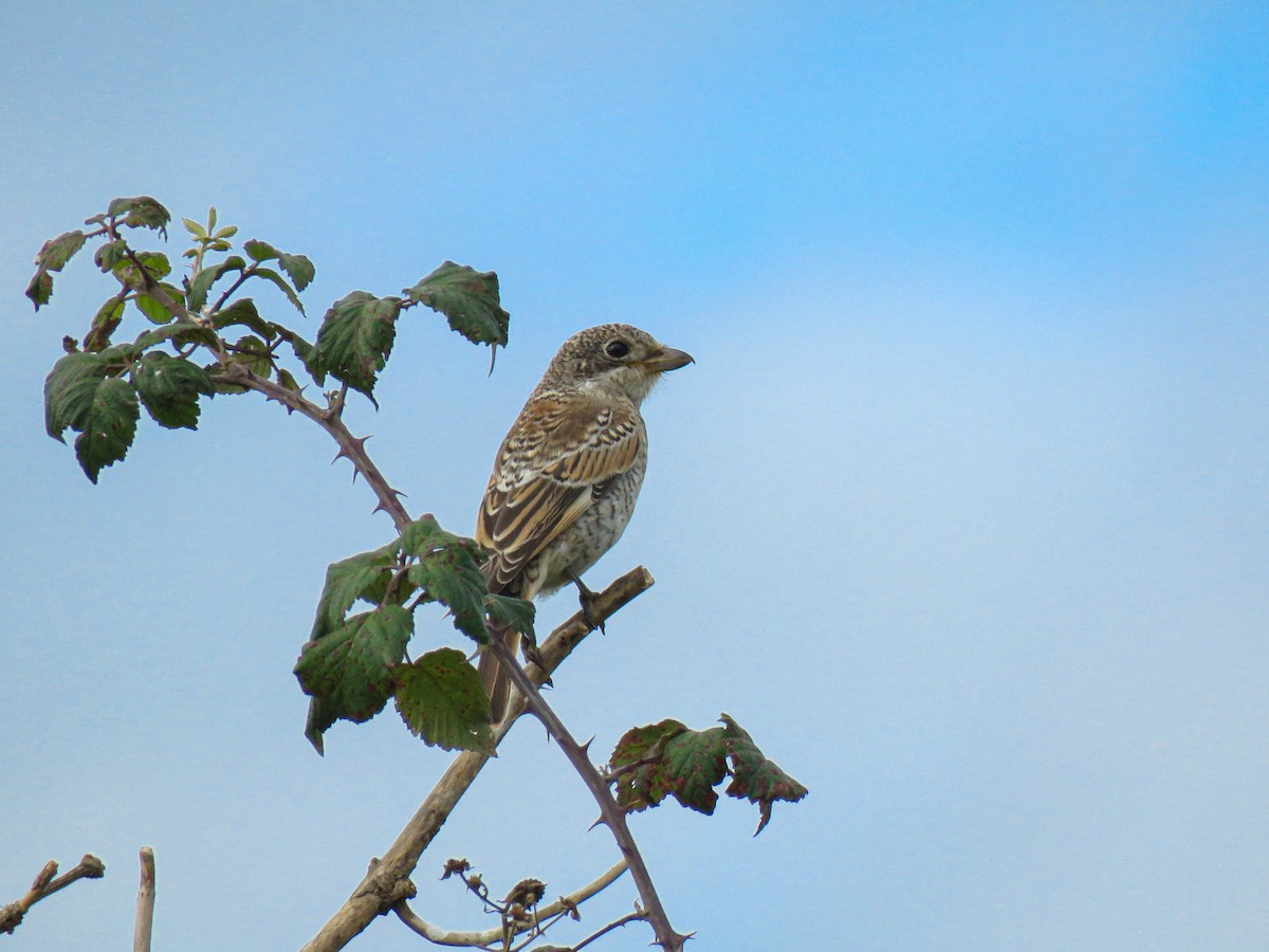 Averla capirossa - ML643546382