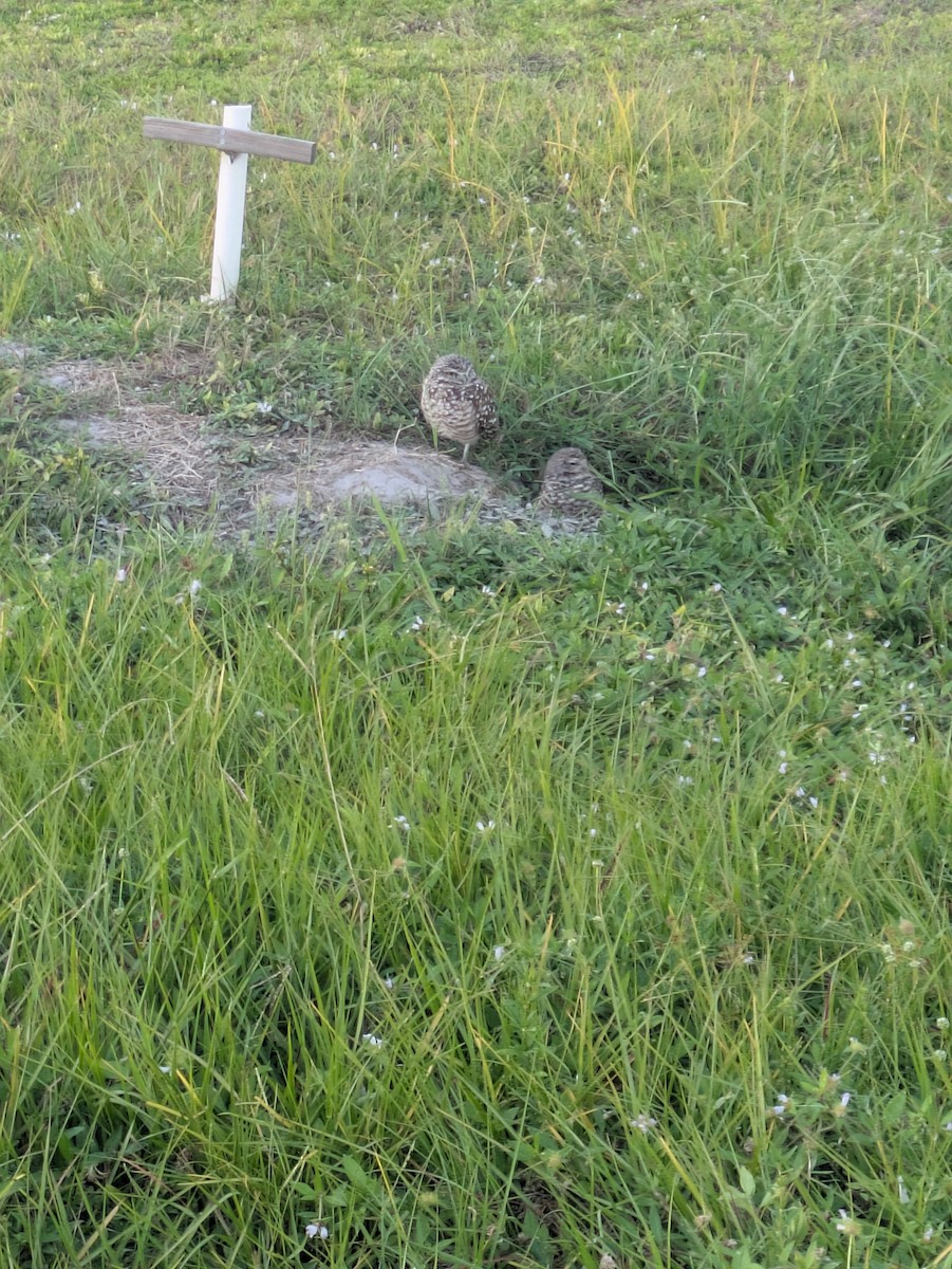 Burrowing Owl - ML643546389
