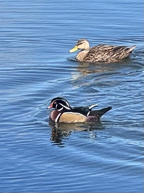 Wood Duck - ML643546402