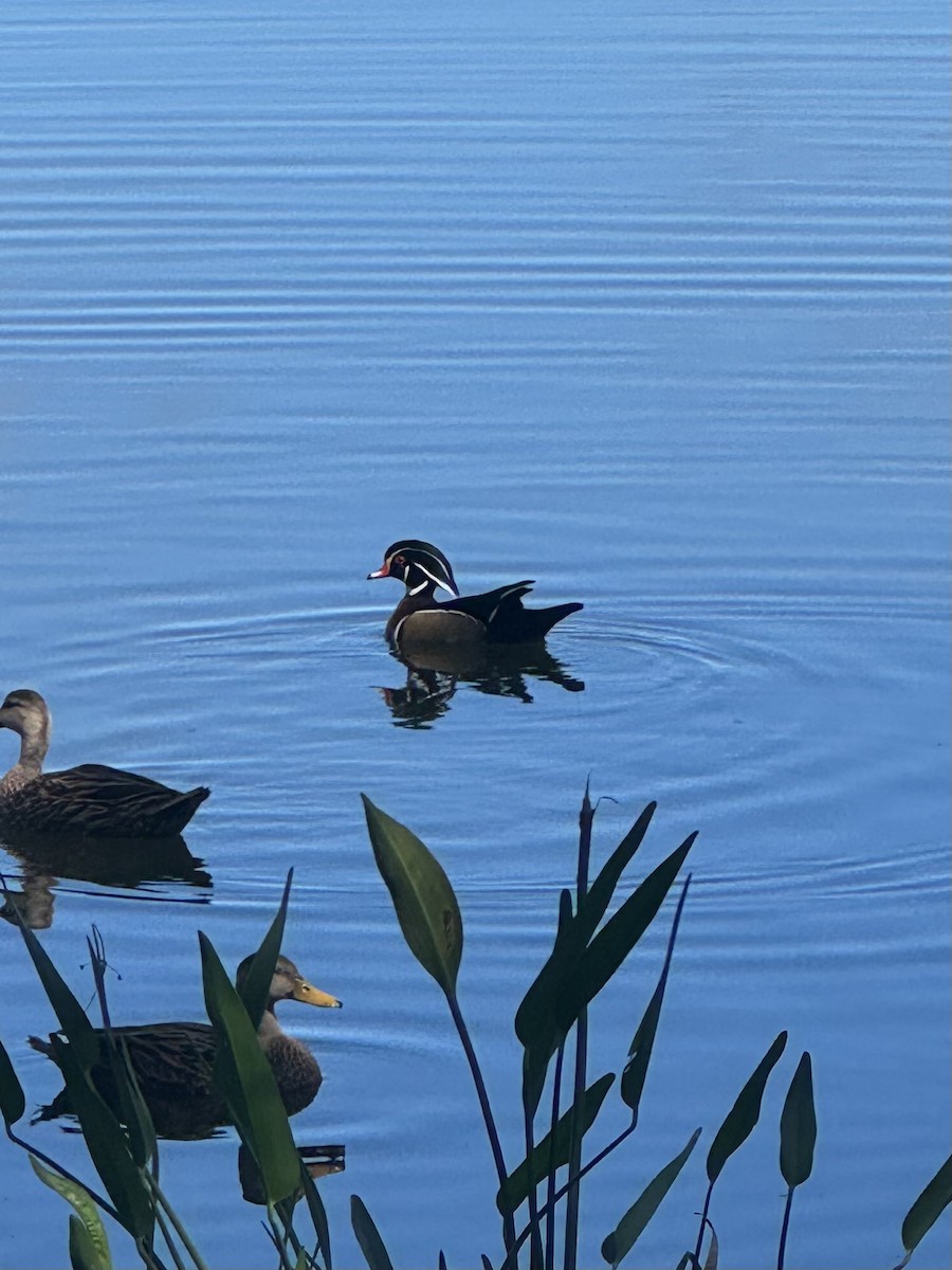 Wood Duck - ML643546403
