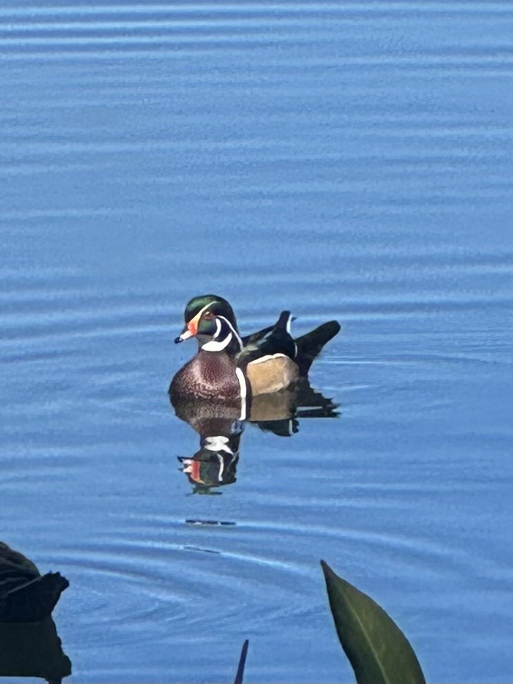 Wood Duck - ML643546404