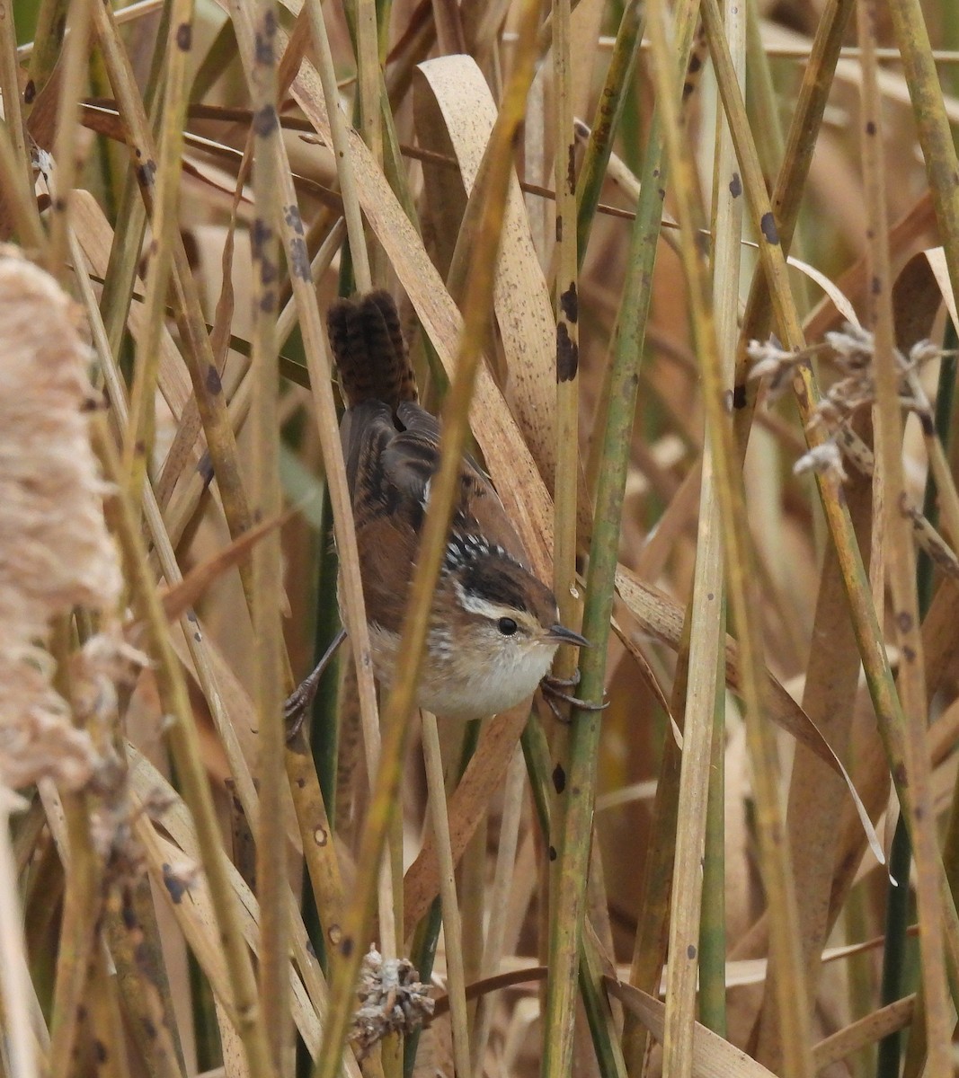 Marsh Wren - ML643546405
