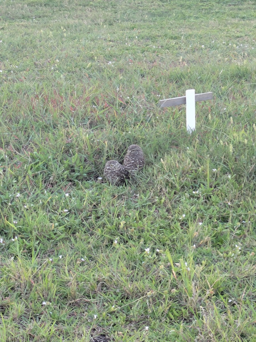 Burrowing Owl - ML643546411