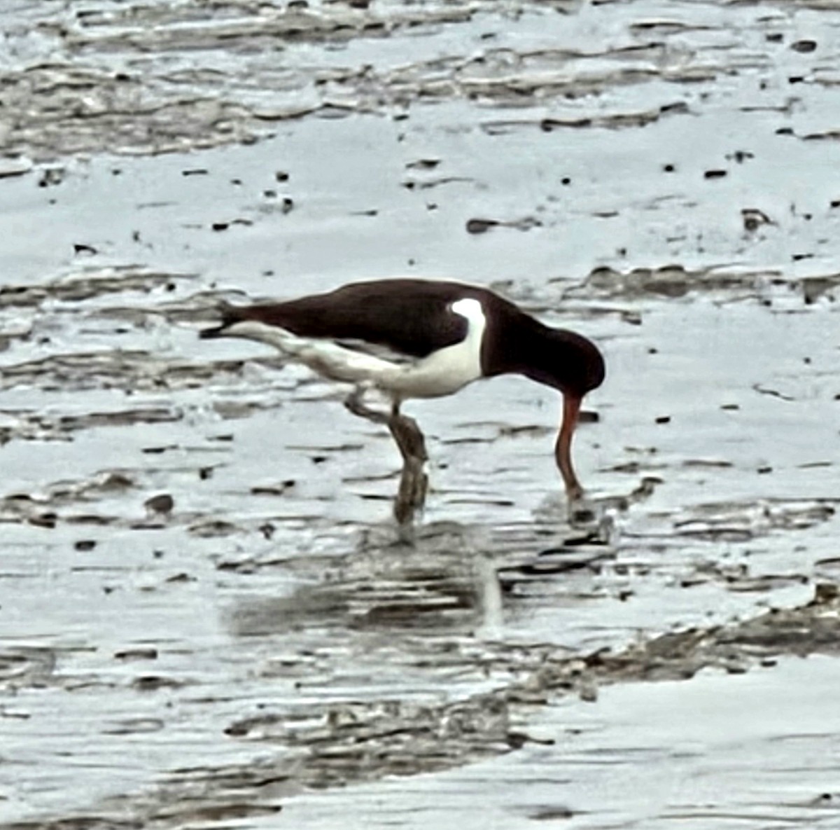 South Island Oystercatcher - ML643546415