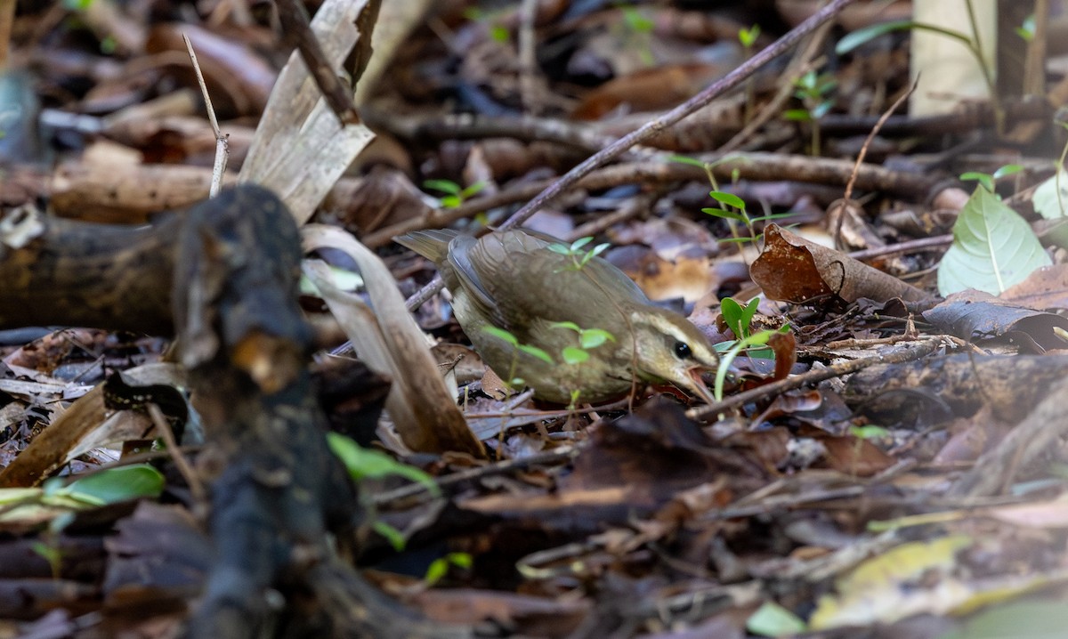 Swainson's Warbler - ML643546428