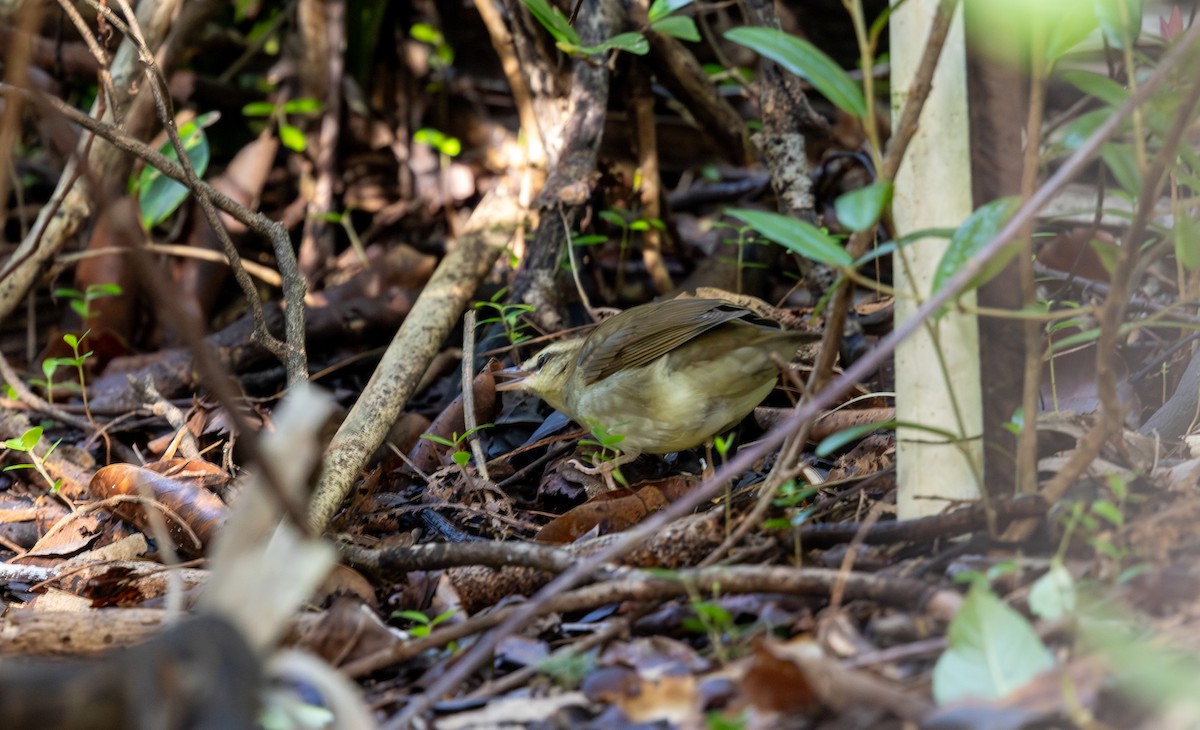 Swainson's Warbler - ML643546429