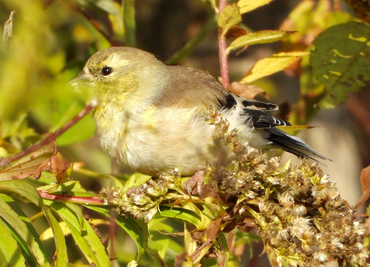 American Goldfinch - ML643546451