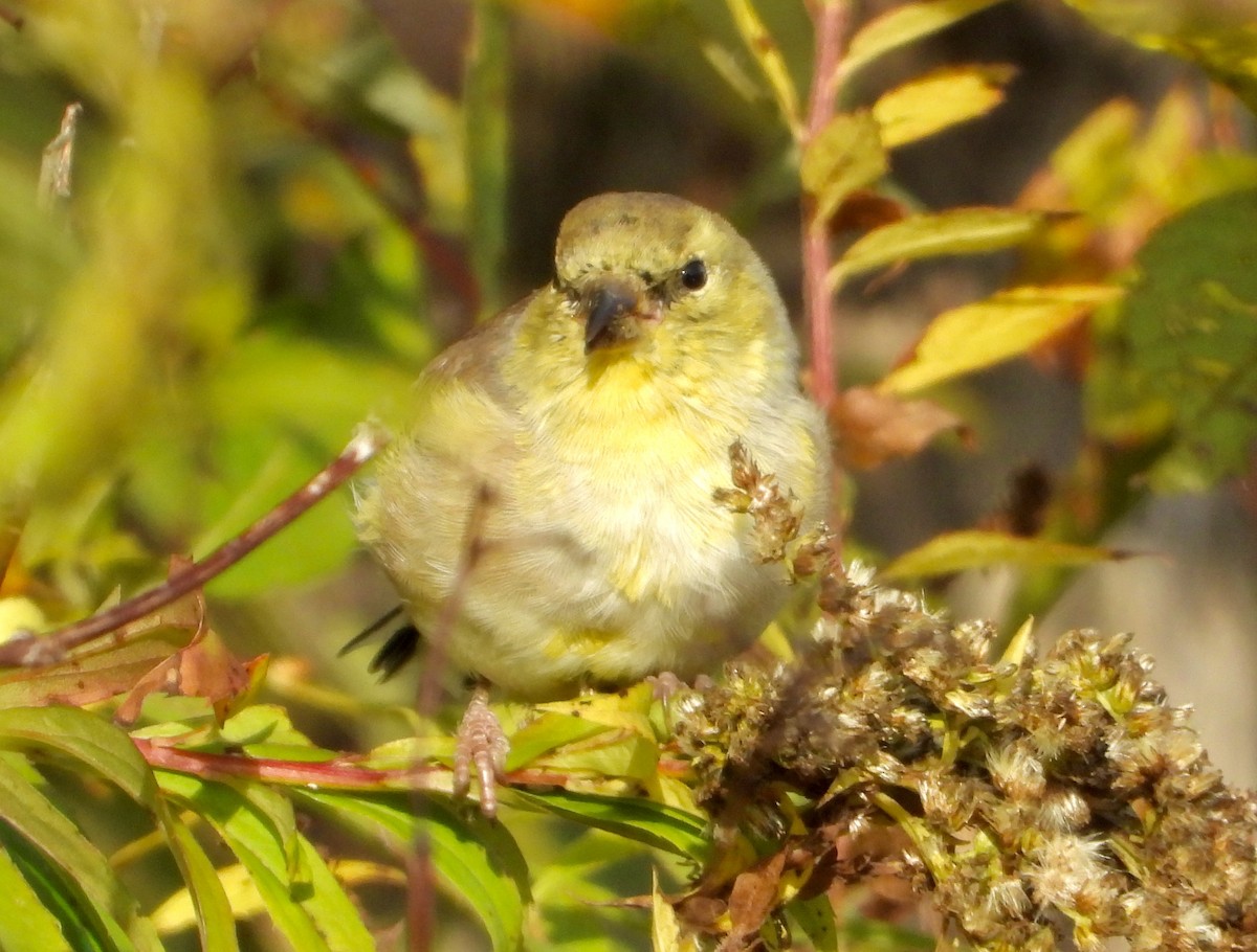 American Goldfinch - ML643546452