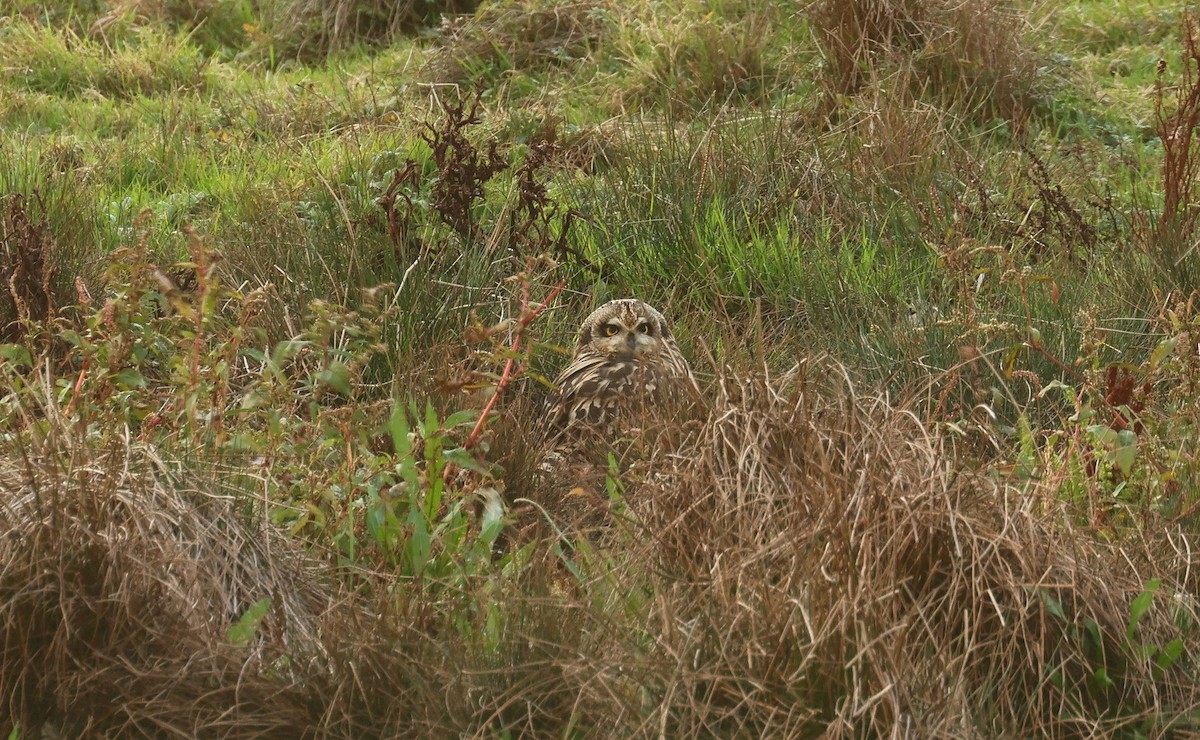Short-eared Owl - ML643546453