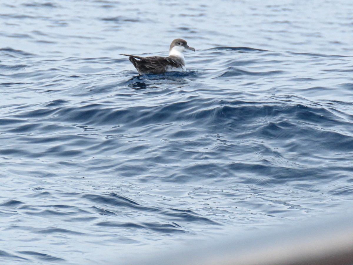 Berta dell'Atlantico - ML643546487