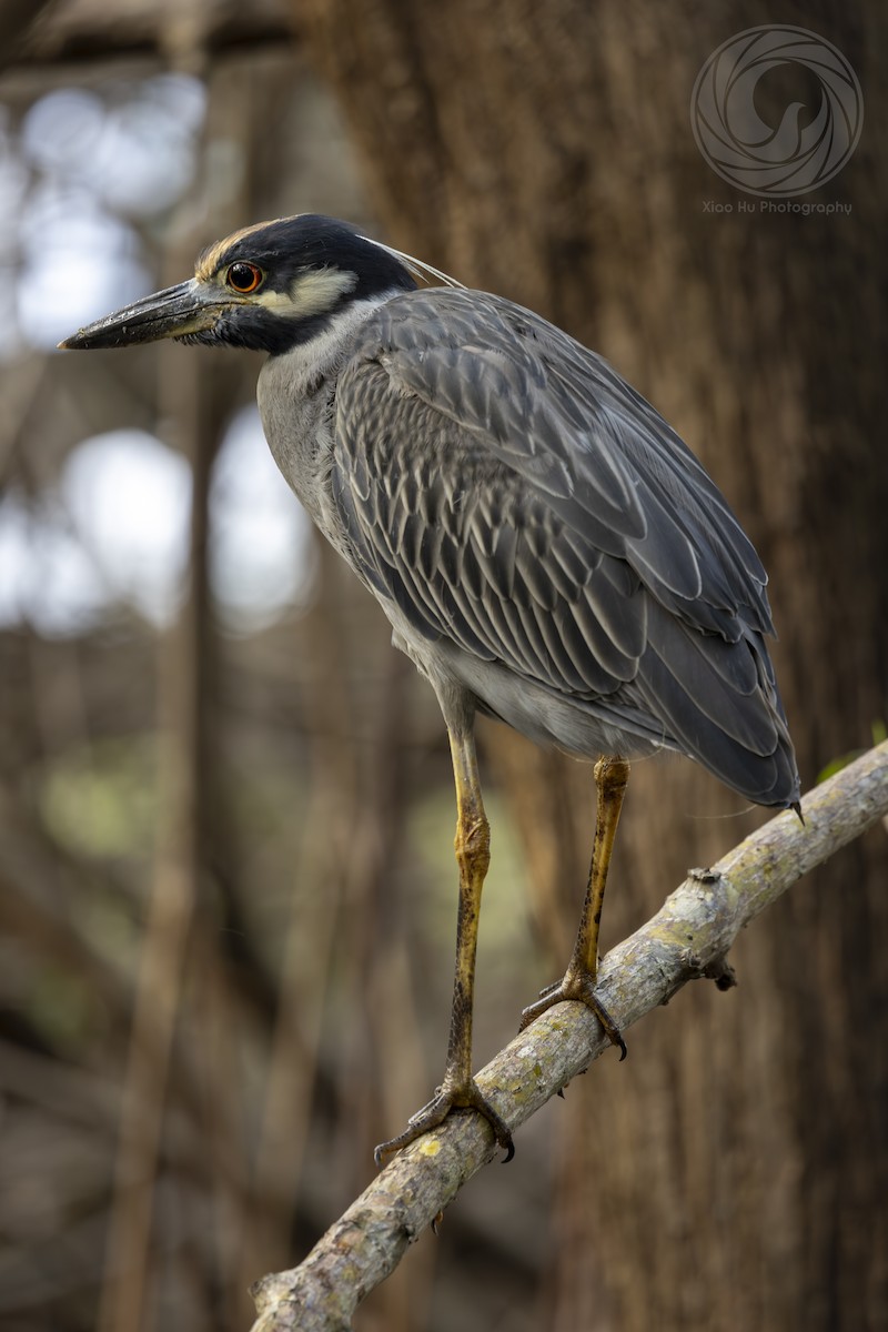 Yellow-crowned Night Heron (Yellow-crowned) - ML643546497