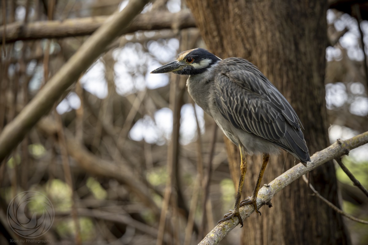 Yellow-crowned Night Heron (Yellow-crowned) - ML643546498