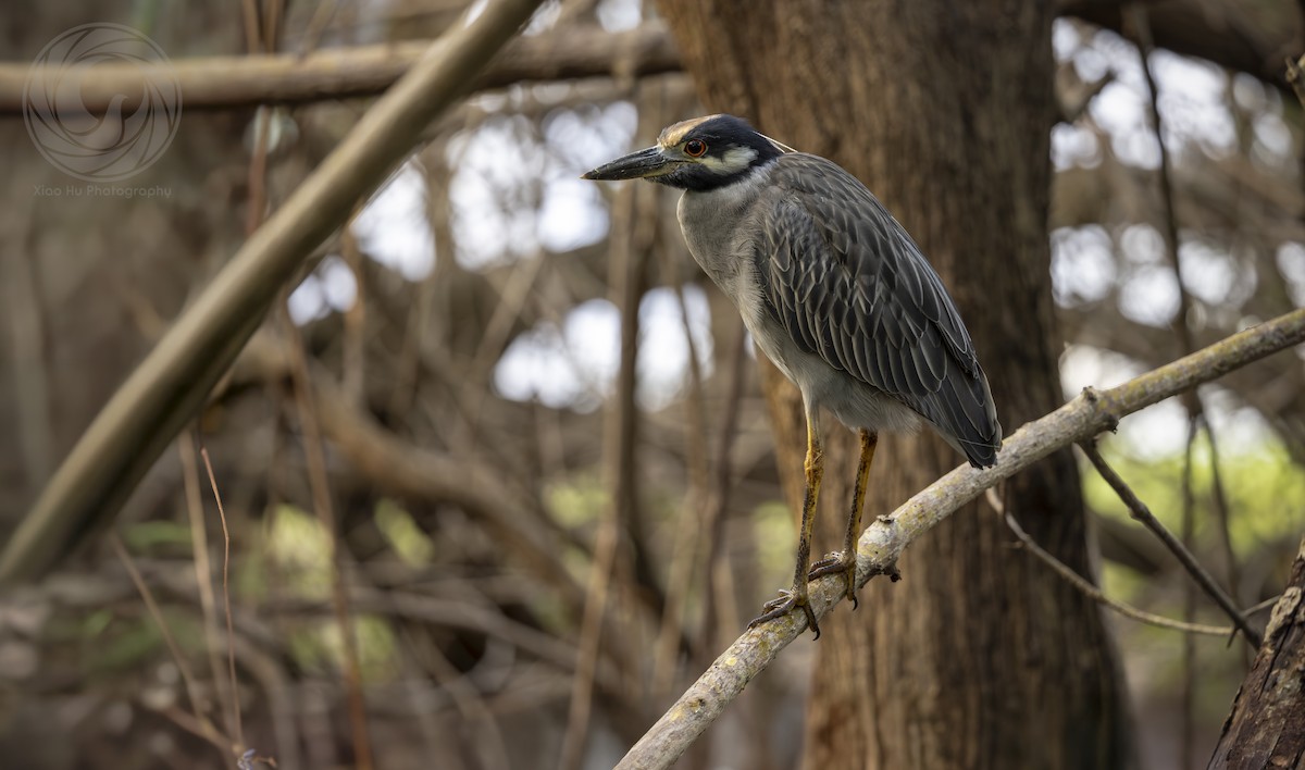 Yellow-crowned Night Heron (Yellow-crowned) - ML643546499