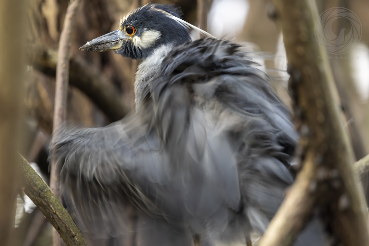 Yellow-crowned Night Heron (Yellow-crowned) - ML643546500