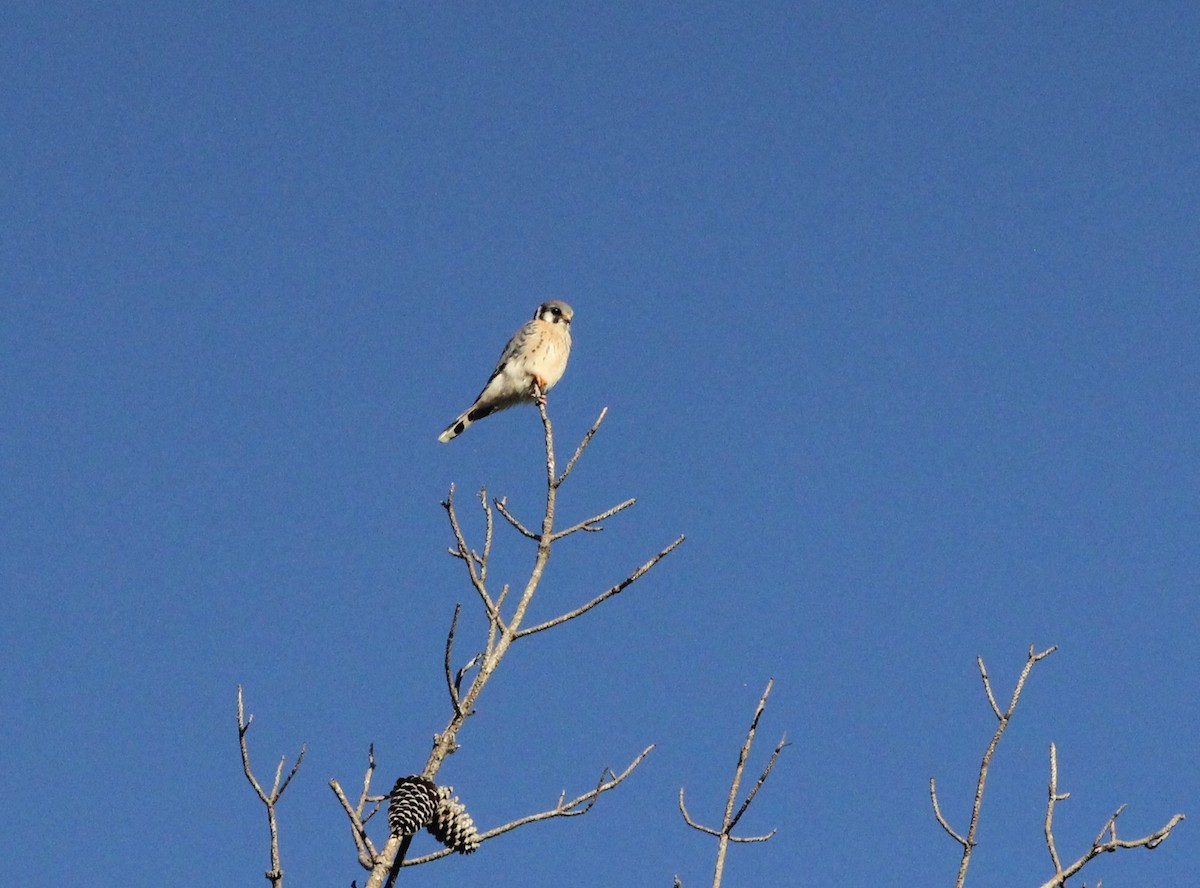 American Kestrel - ML643546518