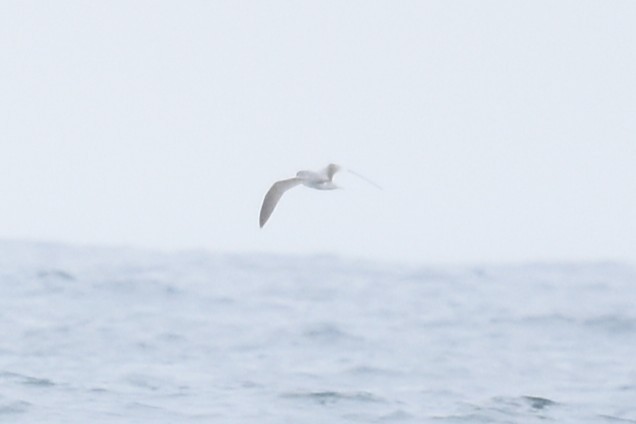 Şili Fırtınakuşu - ML643546523