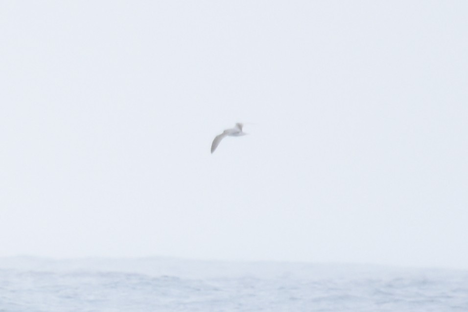 Şili Fırtınakuşu - ML643546524