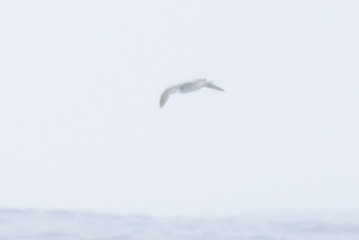 Masatierra Petrel - ML643546525