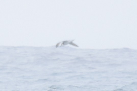 Şili Fırtınakuşu - ML643546526