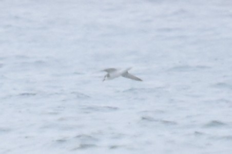 Şili Fırtınakuşu - ML643546527