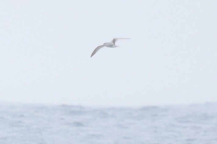 Şili Fırtınakuşu - ML643546528