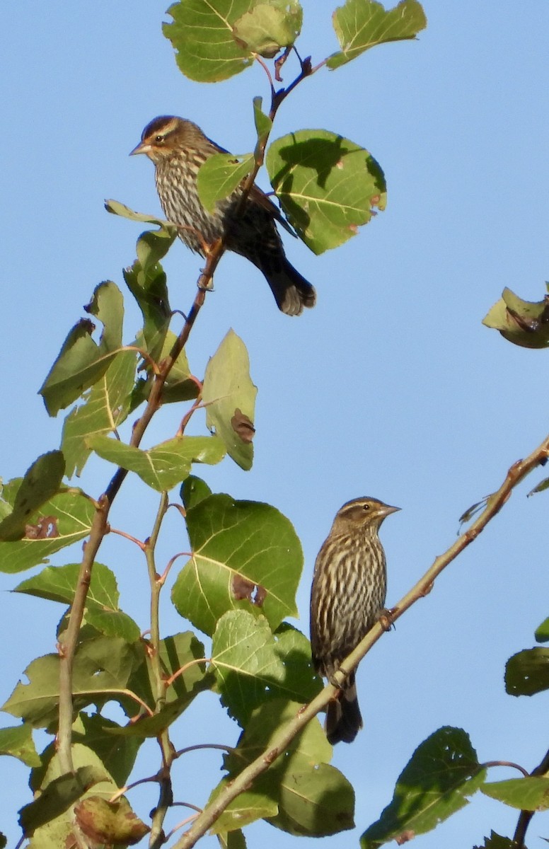 Red-winged Blackbird - ML643546530