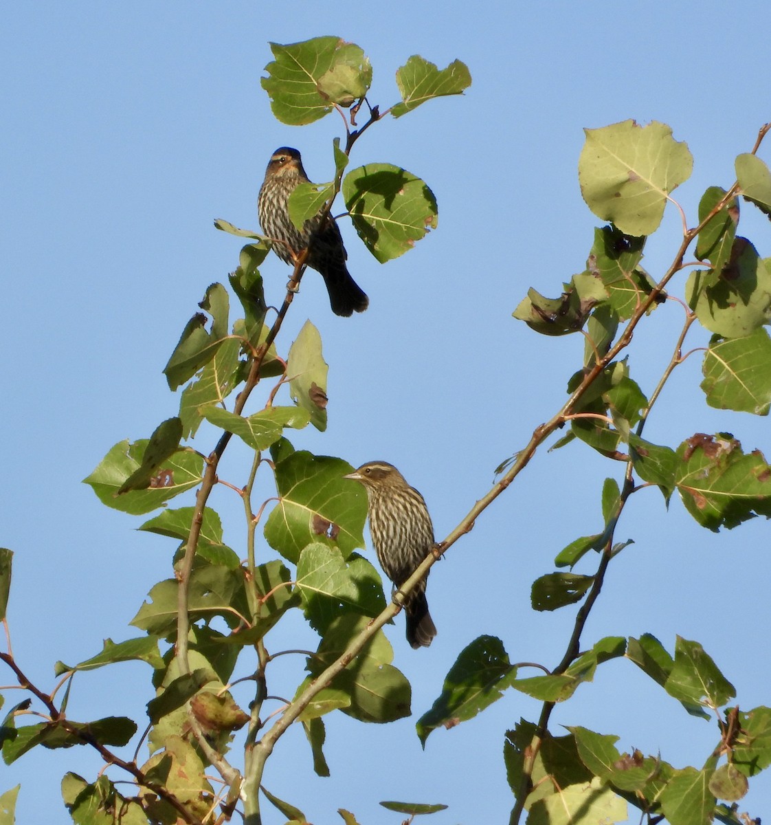 Red-winged Blackbird - ML643546532