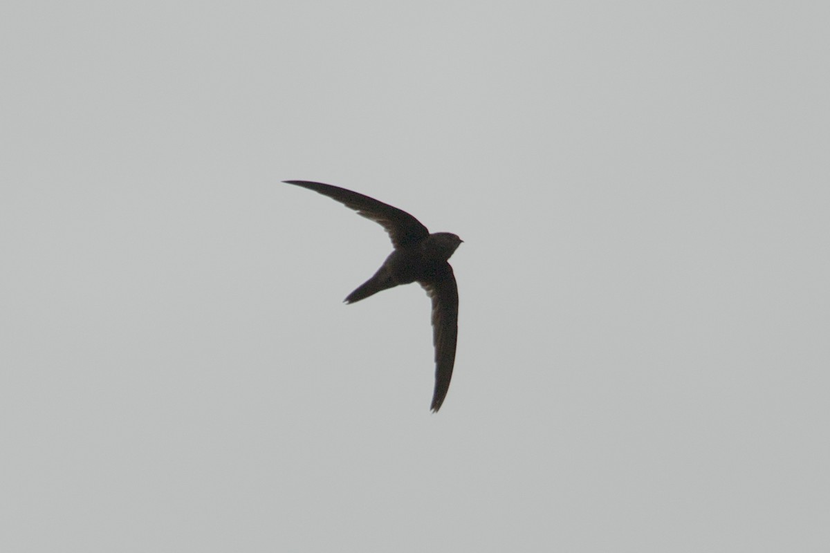Plain Swift - ML643546536