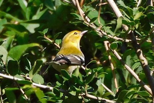 Black-throated Green Warbler - ML643546547