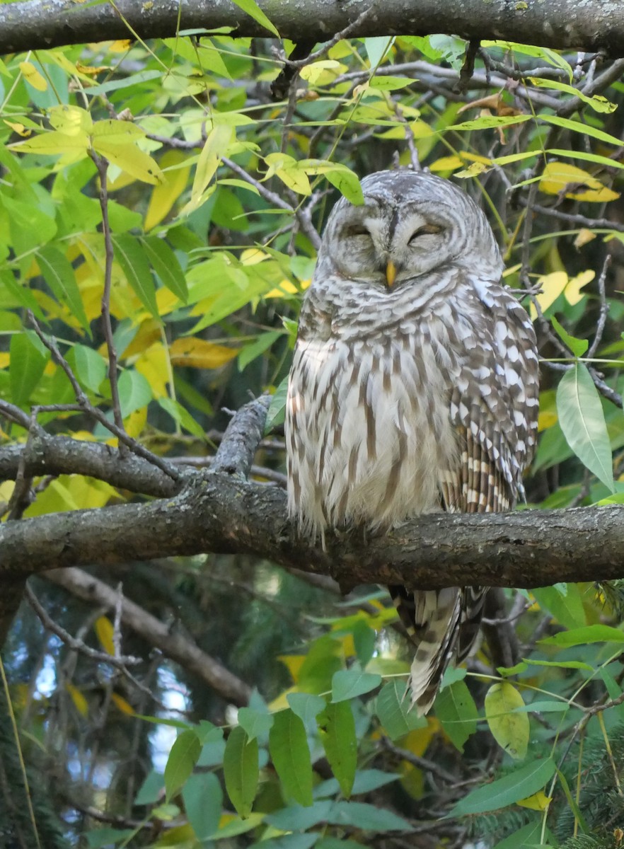 Barred Owl - ML643546548