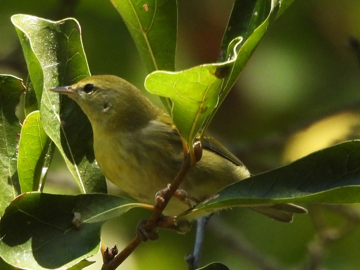 møllparula - ML643546552