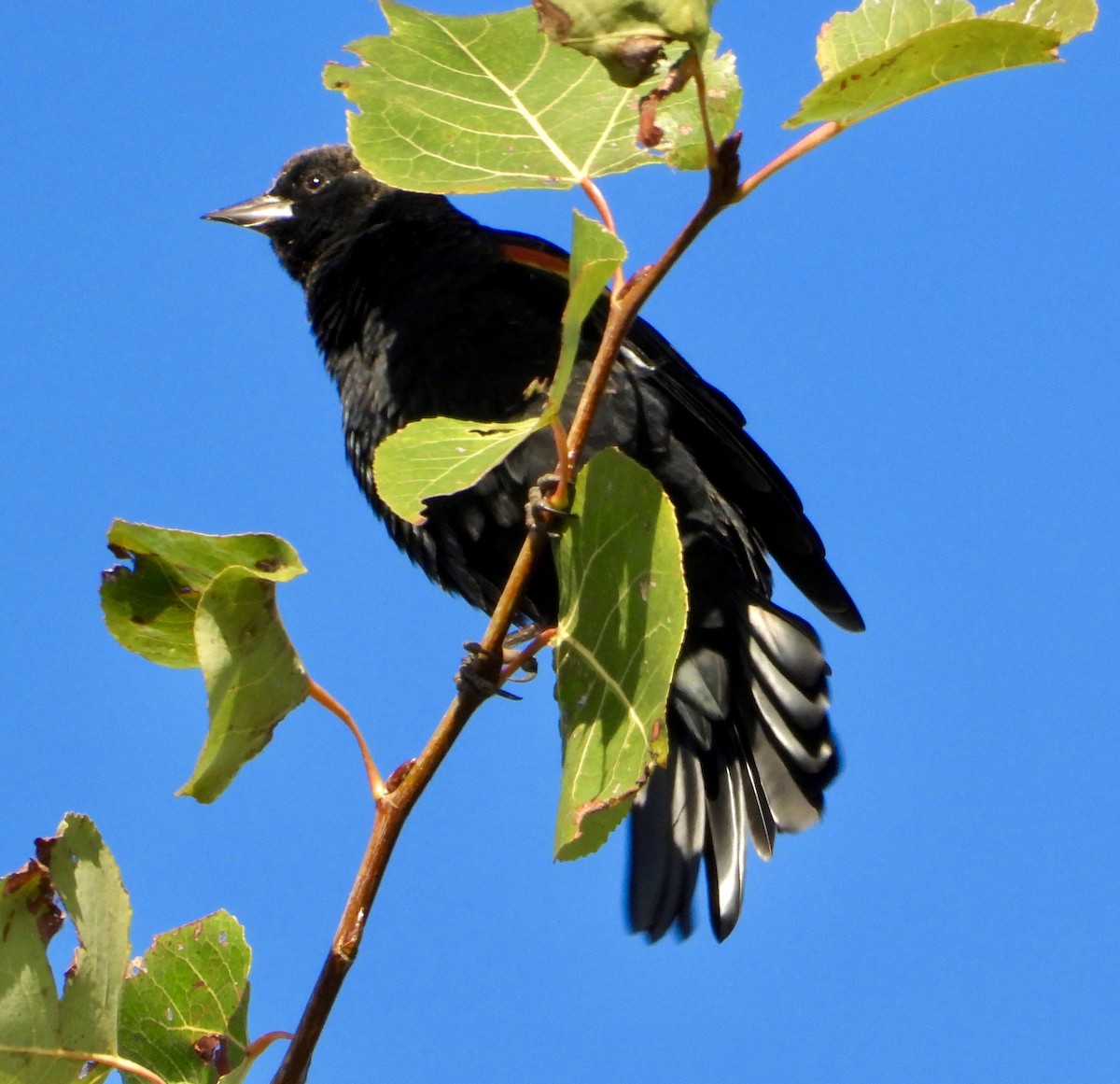 Red-winged Blackbird - ML643546566