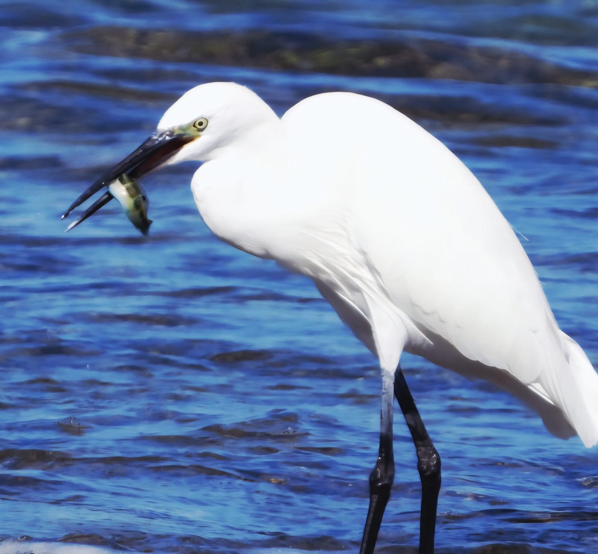 Little Egret - ML643546568
