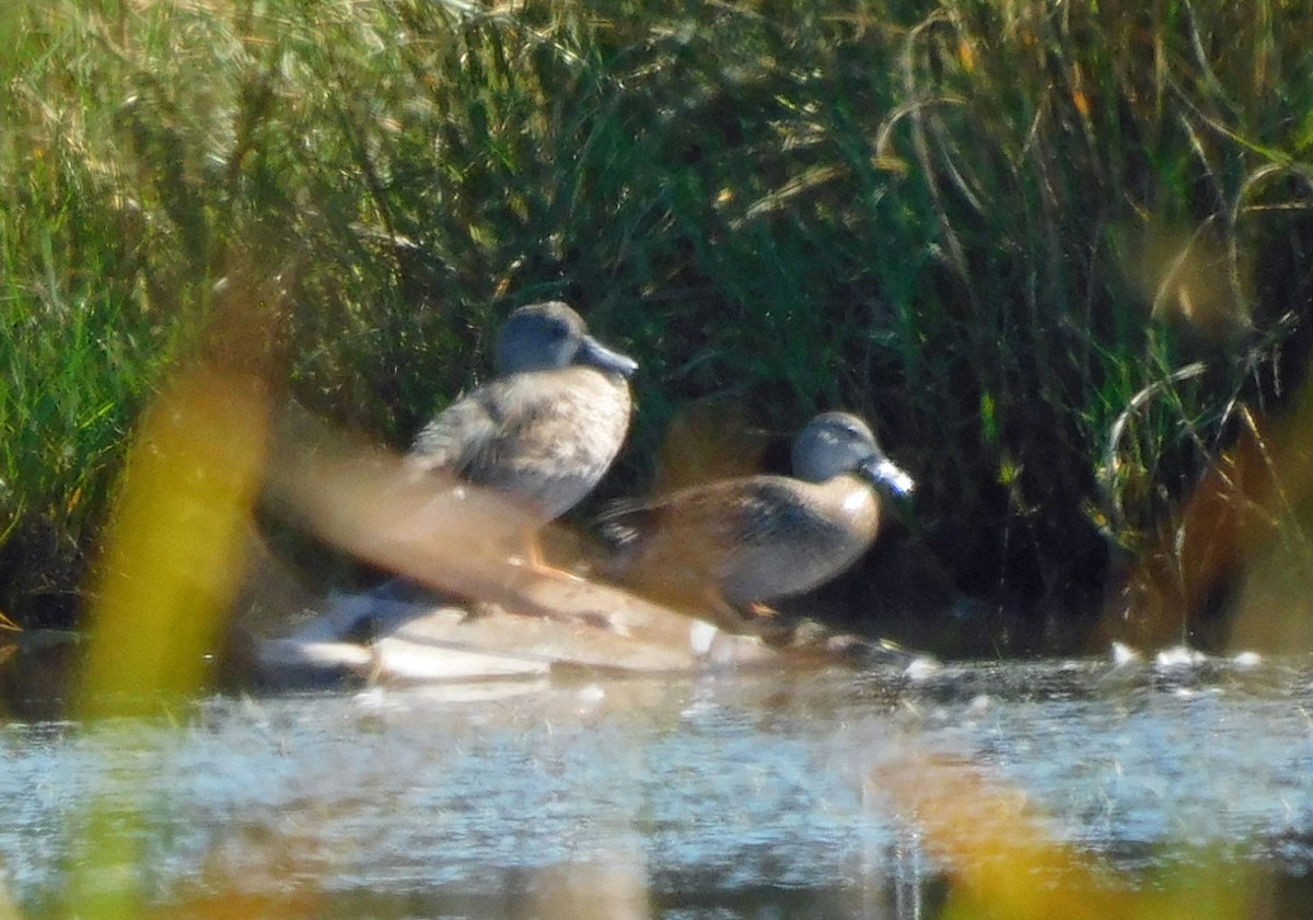 Blauflügelente - ML643546569