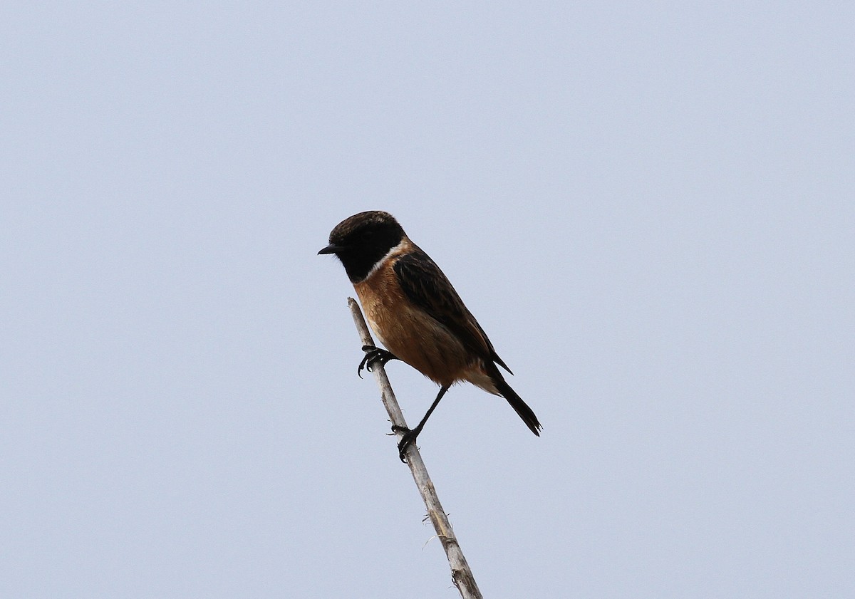 Schwarzkehlchen - ML643546577