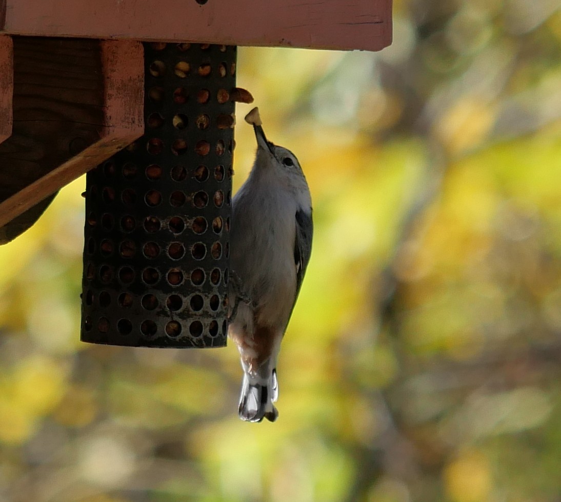 White-breasted Nuthatch - ML643546583