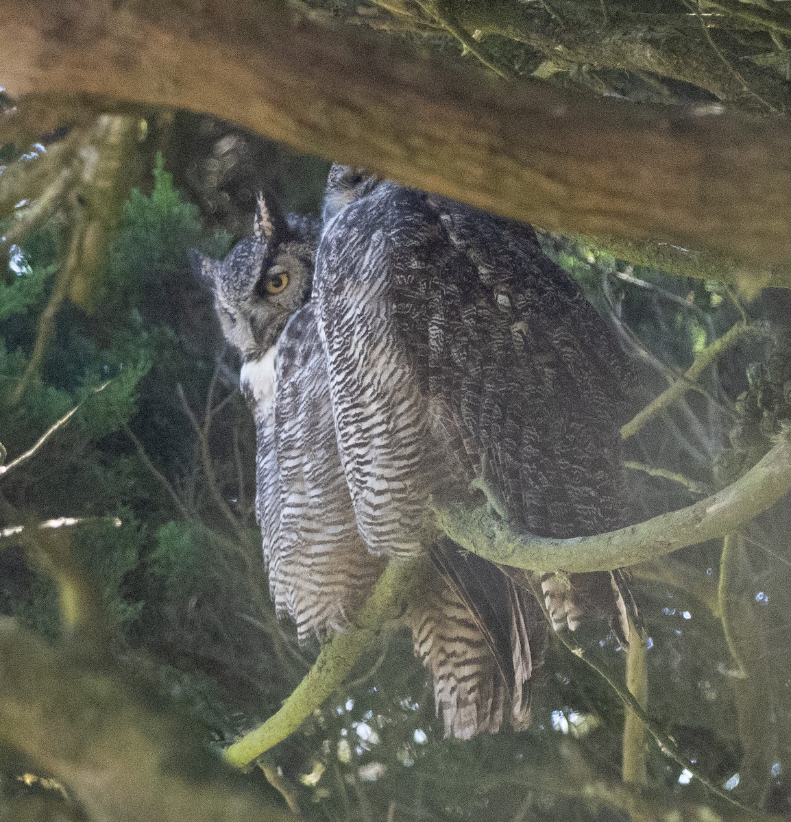 Great Horned Owl - ML643546587