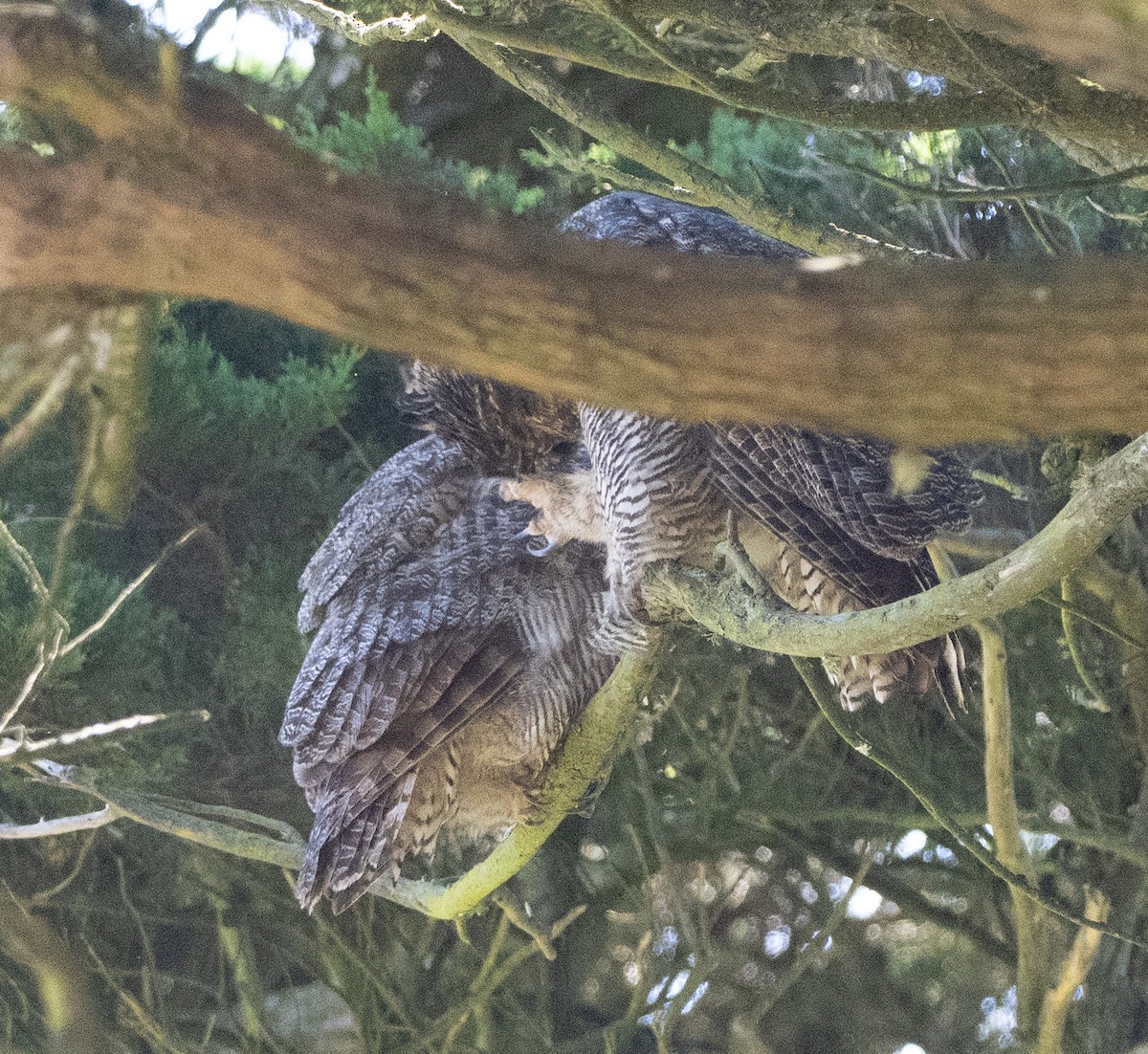 Great Horned Owl - ML643546588