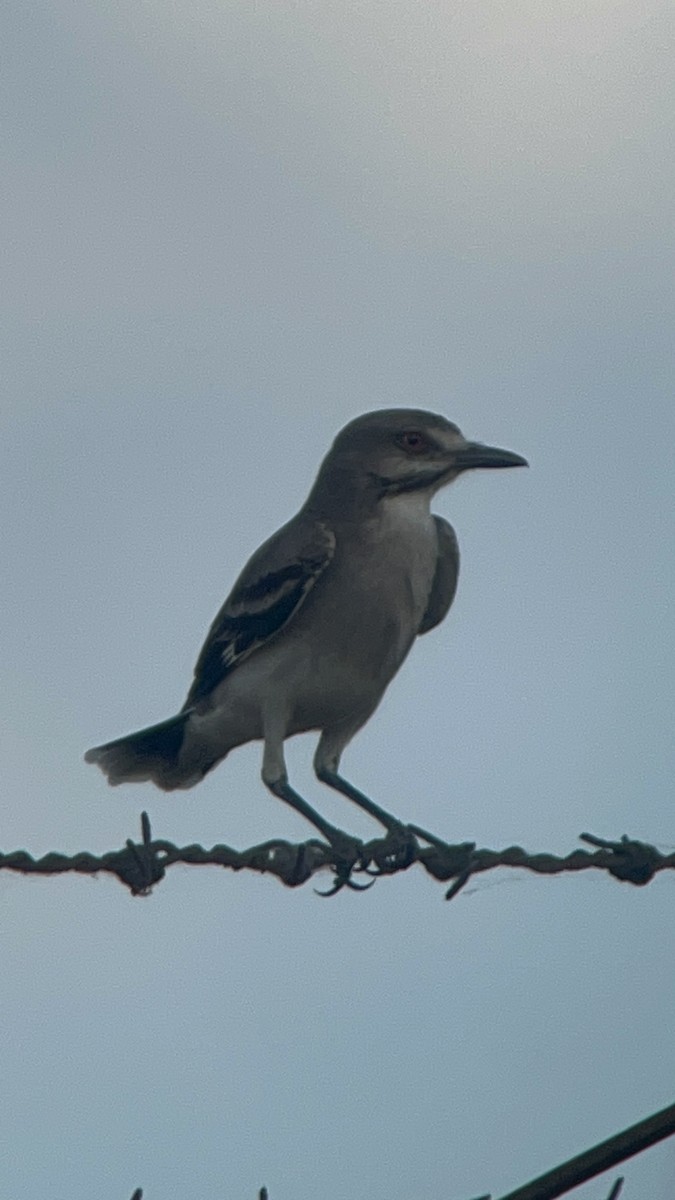 Gray Monjita - ML643546592