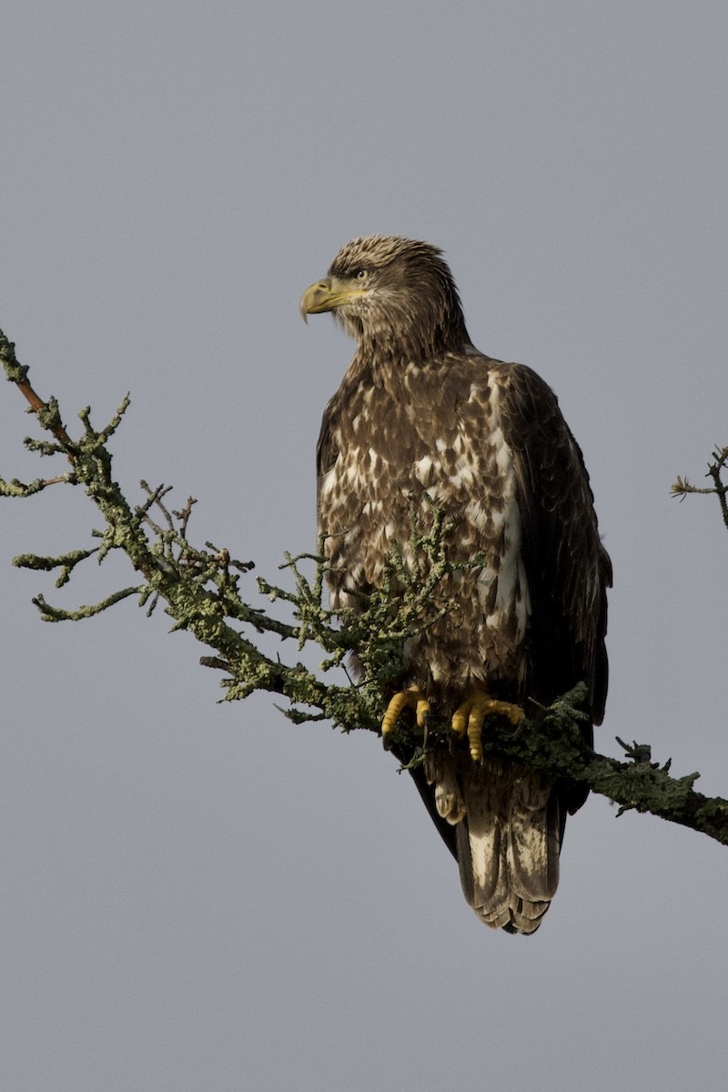 Bald Eagle - ML643546597