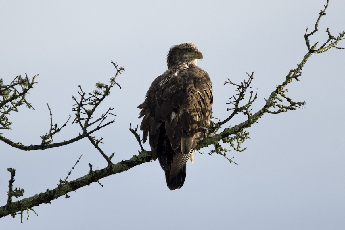 Bald Eagle - ML643546598