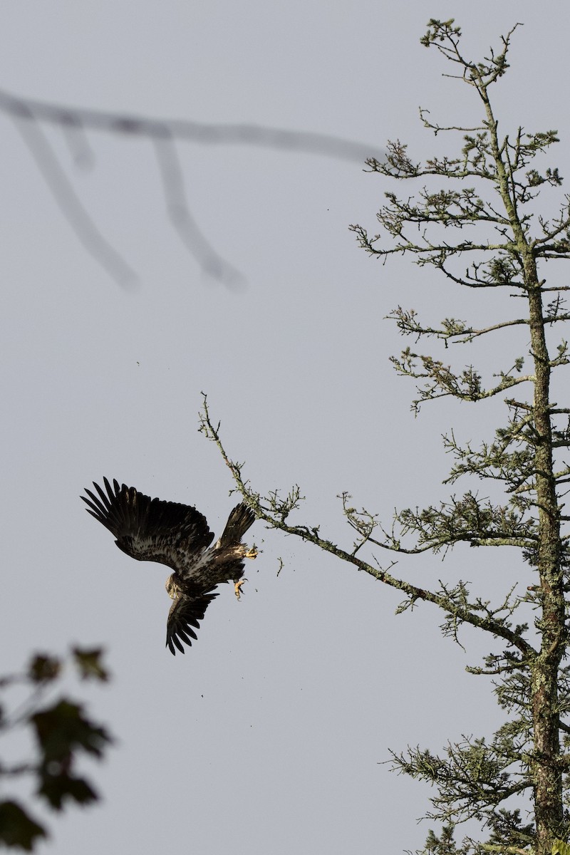Bald Eagle - ML643546599